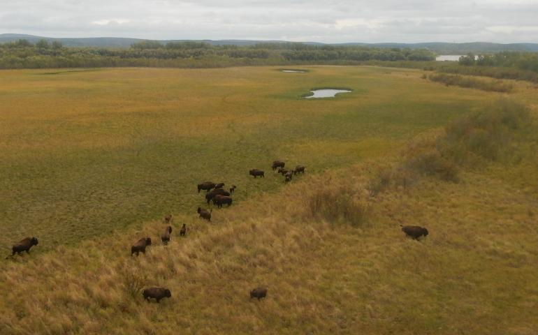 Wood bison near the Innoko River in western Alaska. Photo by Tom Seaton.
