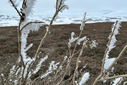 Rime ice covers brush on a hill above Toolik Lake, Alaska, on June 8, 2025. Photo by Julie Stricker