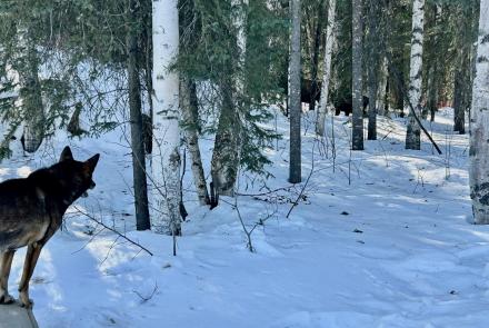 A sled dog stands alert on a snowy porch in early April in Two Rivers, just outside of Fairbanks, Alaska, watching a pair of moose among birch and spruce trees in the forest beyond. Sunlight filters through the trees onto the snow-covered ground as the moose partially hide in the woods.