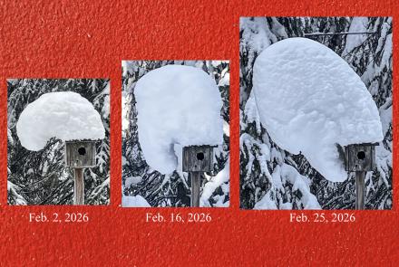 In February 2026, a snow hat forms and deforms on top of a chickadee house in Fairbanks built by the late biologist David Klein. A moose bumped it and knocked off the mass on March 9, 2026. Photos by Ned Rozell.