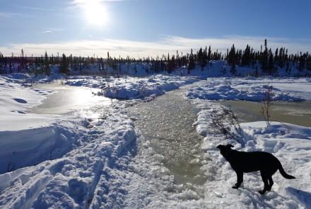 Cora the dog seems to contemplate a winter trail filled with cold water during a recent trip to the White Mountains National Recreation Area north of Fairbanks. Photo by Ned Rozell.