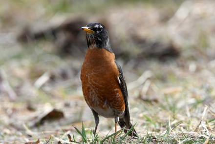 An American robin pauses just after its 2025 spring arrival in Fairbanks, Alaska. Photo by Brian Lotze.