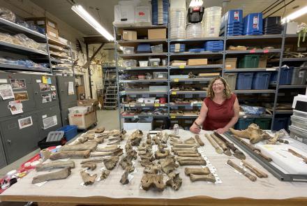 Elizabeth Hall, assistant paleontologist for the Yukon government in Whitehorse, stands in her office laboratory. Photo by Ned Rozell.