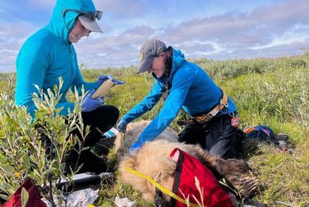 Washington State University doctoral student Ellery Vincent, left, and Alaska Department of Fish and Game biologist Jordan Pruszenski take measurements and samples of an anesthetized grizzly bear on the North Slope of Alaska prior to installing a video collar in August 2025. Photo by Rob Kozakiewicz