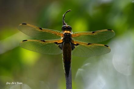 A four-spotted skimmer dragonfly pauses on a branch near Fairbanks in spring 2025. Photo by Brian Lotze.