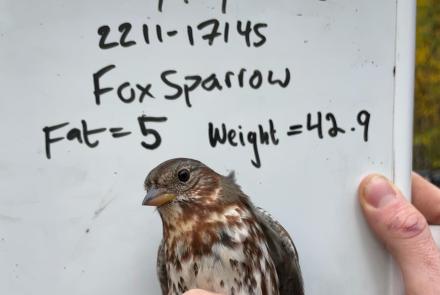 A fox sparrow captured a few times at the Creamer's Field Migration Station waits for release in the hand of a biologist, who judged this bird to have a fat value of 5 out of a possible 7. Photo courtesy of Alaska Songbird Institute.