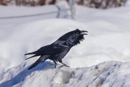 A raven vocalizes on the west side of Fairbanks in April 2021. Photo by Hannah Foss. 