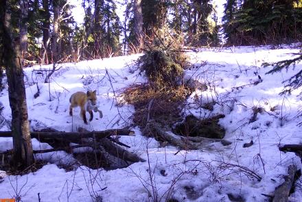 A fox with a snowshoe hare in its mouth walks across a snowy landscape