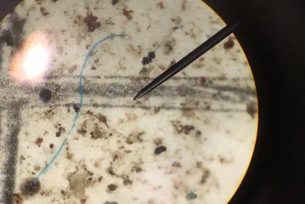 A tiny blue plastic fiber that fell within a raindrop in the Thane area of Juneau, Alaska. The view is of filter paper that captured the plastic fiber, as viewed through a microscope. Photo courtesy Sonia Nagorski.
