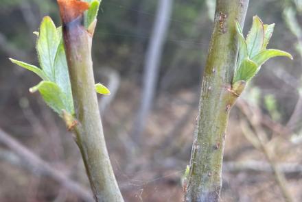 Feltleaf willow leaves emerge beneath where a moose nipped off buds during winter of 2022-2023 in Fairbanks. Photo by Ned Rozell.