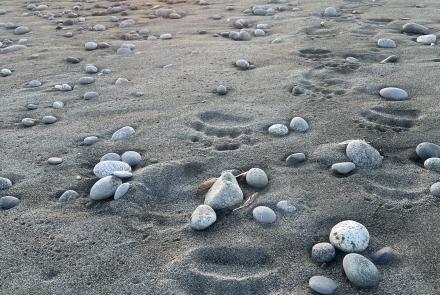 Paul Salopek, a writer who has been walking around the world for more than a decade, strides along the bear-footed beachfront near Malaspina Glacier in August 2025. Photo by Ned Rozell.