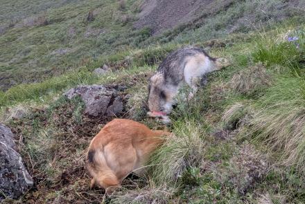 Dogs sniffing in burrows