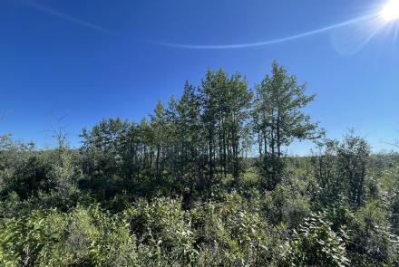 Balsam poplars dwarf nearby tundra and willow shrubs near the Anaktuvuk River in early August. Balsam poplar is the largest tree species on Alaska's North Slope. Photo by Sara Wilbur