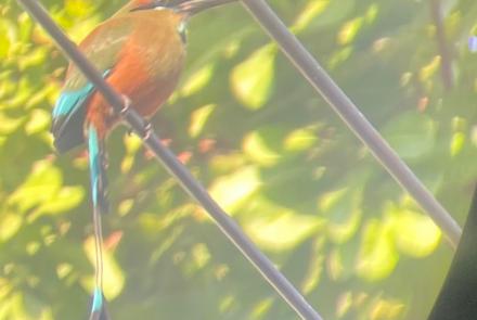 In a photo taken through a binocular lens, a turquoise-browed mot mot perches on a power wire above a street in a small village on the Pacific Coast of Costa Rica. Photo by Ned Rozell.