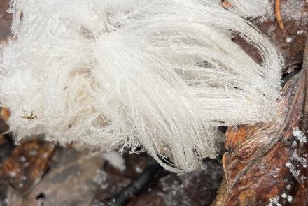 “Hair ice” grows from the forest floor in Fairbanks. Photo by Ned Rozell.