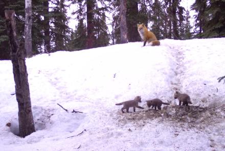 Three fox kits emerge from their birthing den while a parent fox watches from above in Interior Alaska. Photo by Ned.