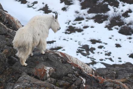 An adult male mountain goat scans the horizon near the Juneau Icefield. Photo by Kevin White.