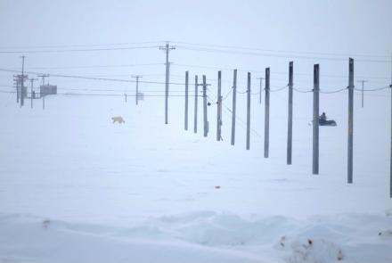 Polar bear and snowmachine