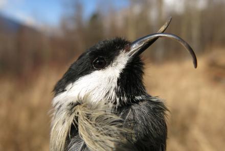 A black and white bird with a long and curved beak