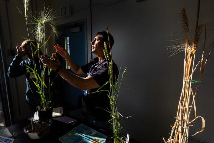 A person in a darkened room gestures to sunlit barley stalks.