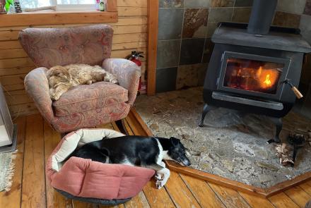 An orange tabby cat sits in a chair, and a dog lies in a dog bed on the floor near a wood stove.