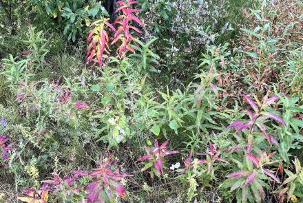 Red, purple, and green leaves on Alaska plants