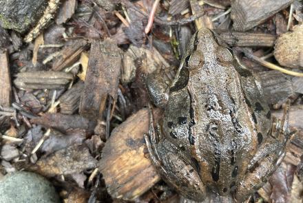 A brown and black frog rests on the forest floor