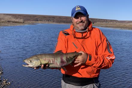 Peter Westley holds a mostly spawned out female chum salmon he captured in the Anaktuvuk River, just behind him, in September 2023. Photo courtesy Peter Westley.