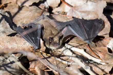 A black and brown bat rests on brown leaves