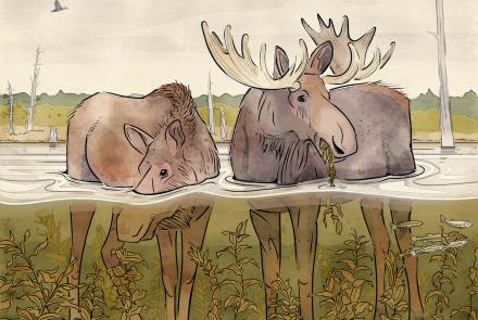 Artist Liza McElroy of Seward, Alaska, recently sketched two moose in their summertime aquatic environment to illustrate this story.