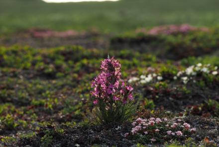 Pink lousewort blooming in an alpine tundra landscape.