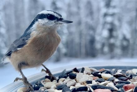 A bird with a black and orange head and back and a brown breast perches over some seeds.