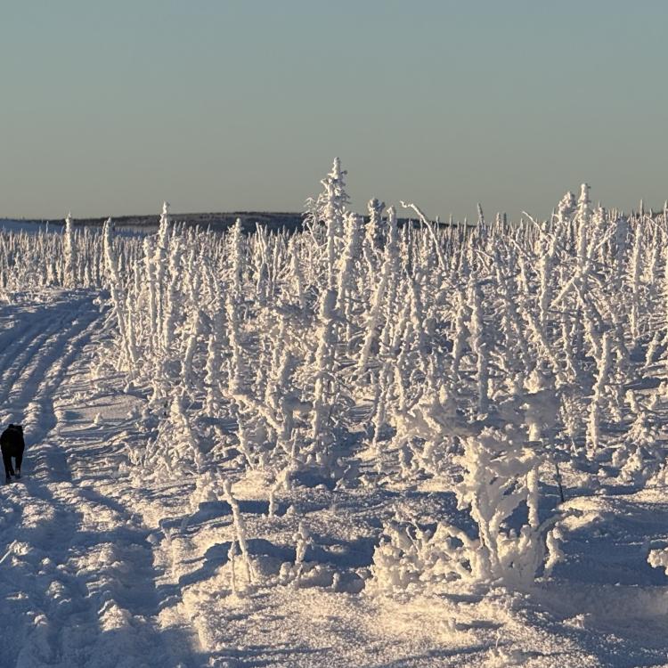 Ned Rozell and his dog Cora move uphill on a trip in the White Mountains National Recreation Area in January 2026. Photo by Chris Swingley.