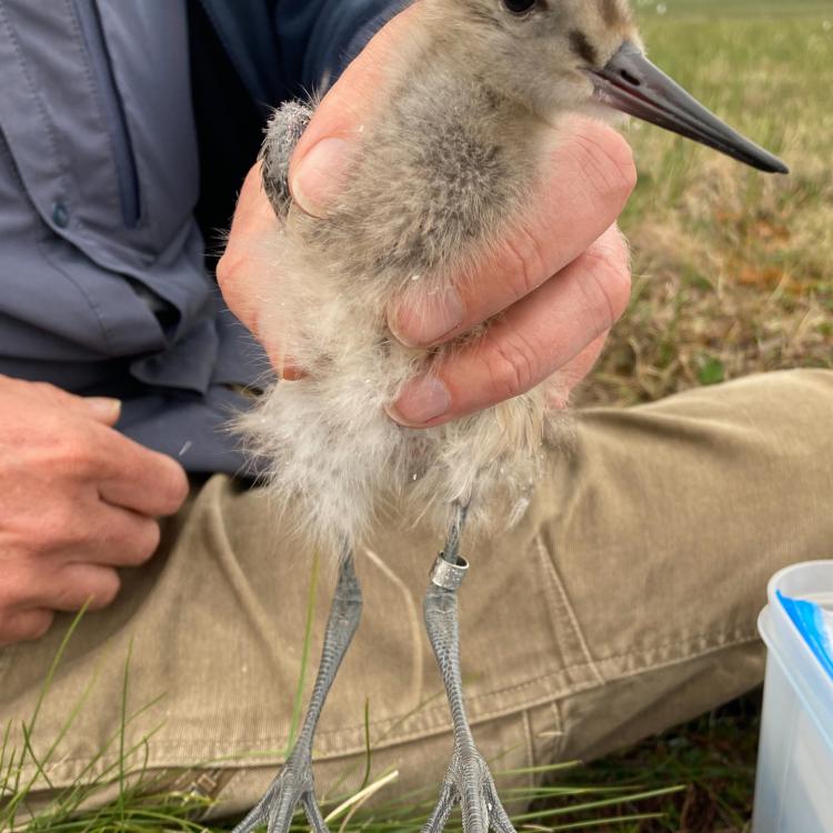 Scientist Jesse Conklin holds a bar-tailed godwit chick not far from Nome. This was about a month before the bird embarked on an 8,425-mile nonstop flight to Tasmania that took 11 days without rest. Photo by Dan Ruthrauff.