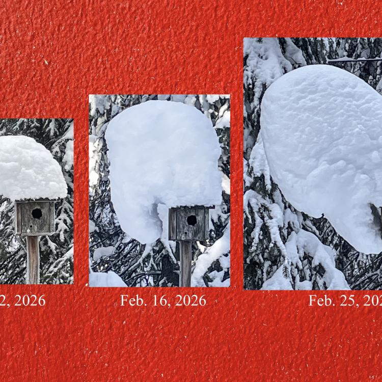 In February 2026, a snow hat forms and deforms on top of a chickadee house in Fairbanks built by the late biologist David Klein. A moose bumped it and knocked off the mass on March 9, 2026. Photos by Ned Rozell.