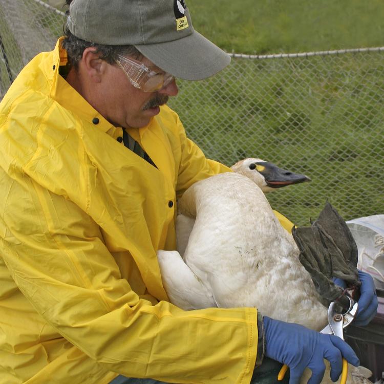Biologist Craig Ely bands a tundra swan in the Yukon Delta National Wildlife Refuge in 2020. Photo by Donna Dewhurst.