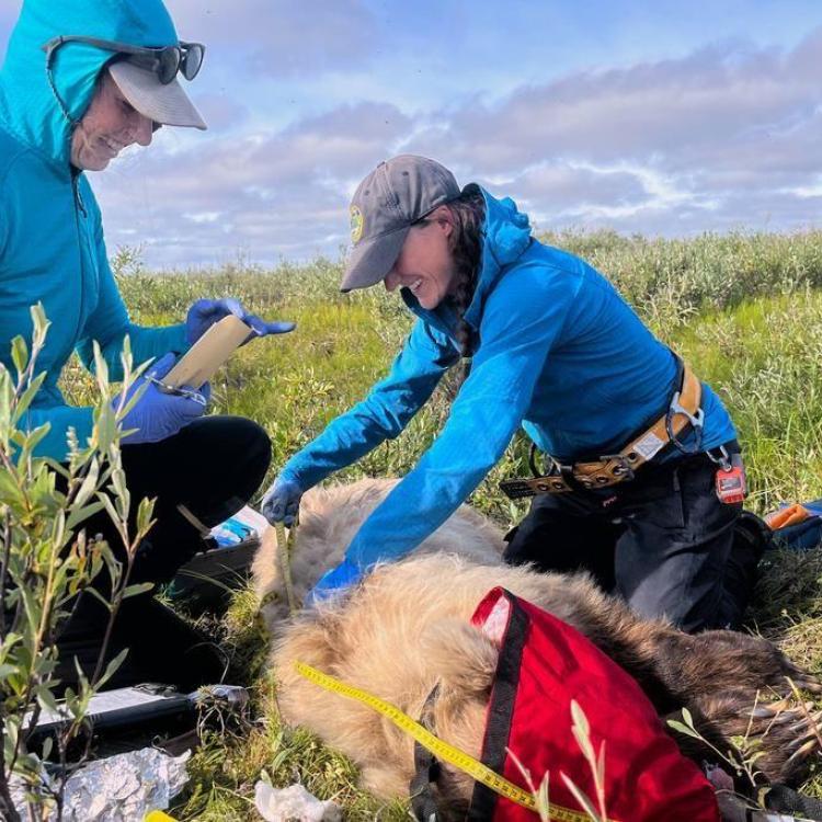 Washington State University doctoral student Ellery Vincent, left, and Alaska Department of Fish and Game biologist Jordan Pruszenski take measurements and samples of an anesthetized grizzly bear on the North Slope of Alaska prior to installing a video collar in August 2025. Photo by Rob Kozakiewicz