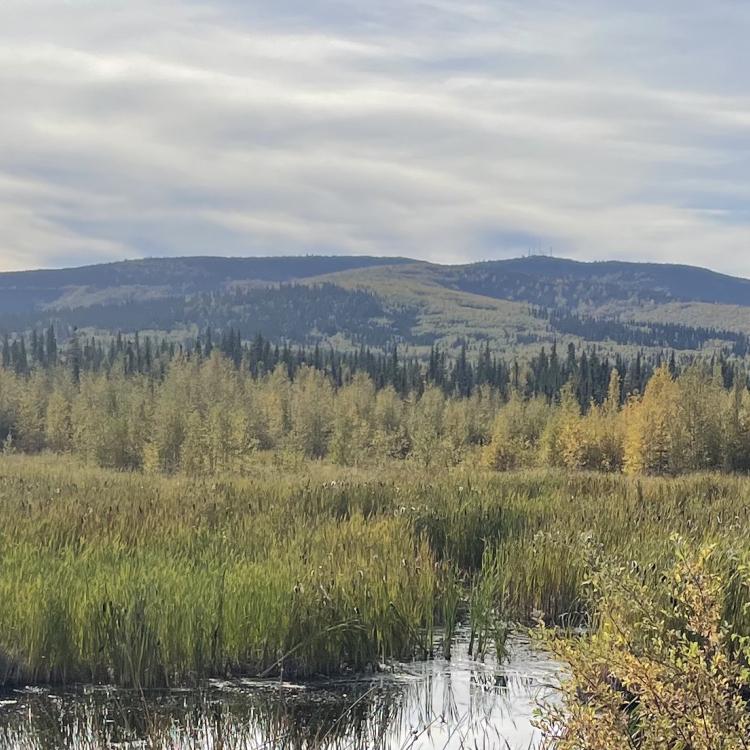 Ester Dome pokes 2,362 feet into the Interior Alaska sky. Runners will navigate much of the hill during the Equinox Marathon. Photo by Ned Rozell.