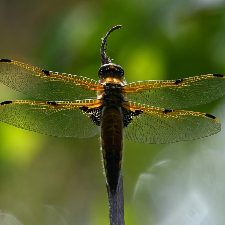 A four-spotted skimmer dragonfly pauses on a branch near Fairbanks in spring 2025. Photo by Brian Lotze.