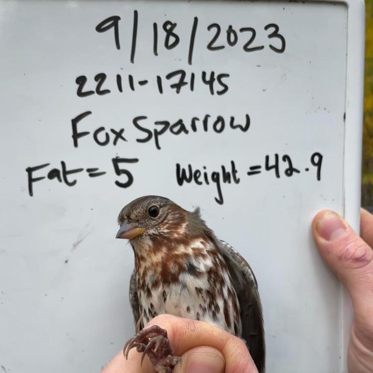 A fox sparrow captured a few times at the Creamer's Field Migration Station waits for release in the hand of a biologist, who judged this bird to have a fat value of 5 out of a possible 7. Photo courtesy of Alaska Songbird Institute.
