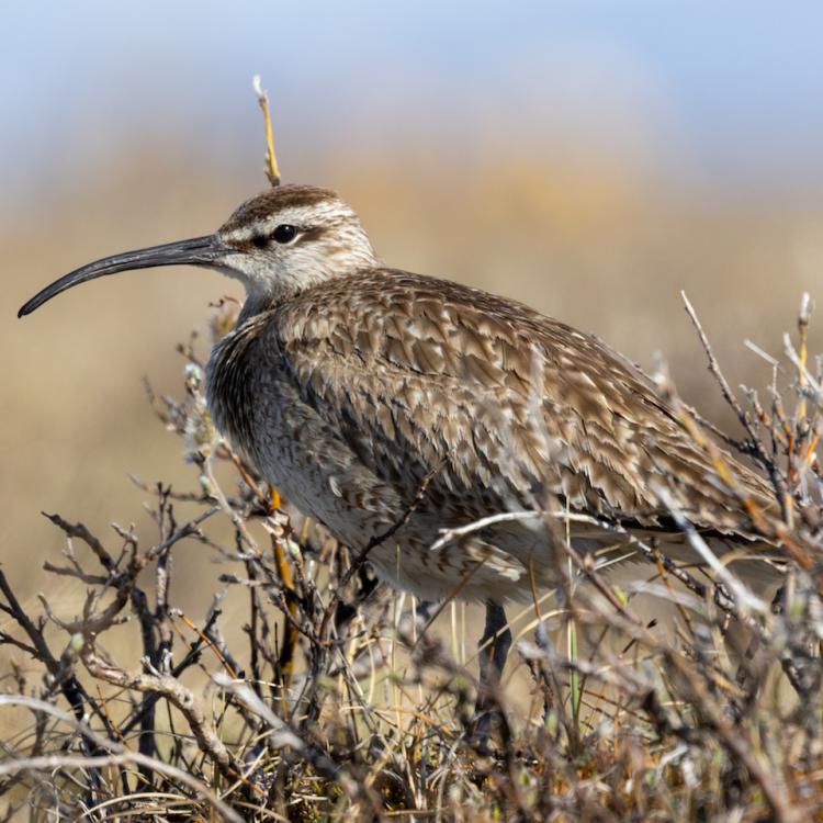 A whimbrel rests on a willow near the Jago River in summer 2024. Photo by Alan Kneidel.