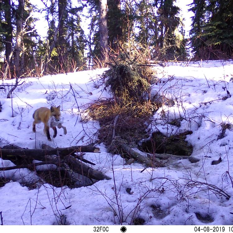 A fox with a snowshoe hare in its mouth walks across a snowy landscape