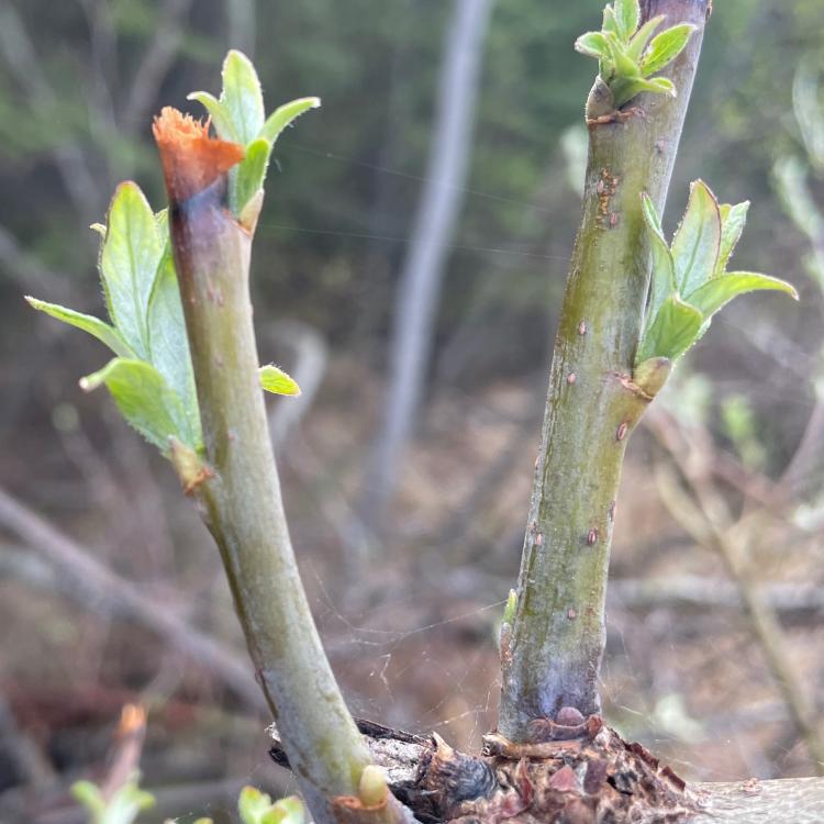 Feltleaf willow leaves emerge beneath where a moose nipped off buds during winter of 2022-2023 in Fairbanks. Photo by Ned Rozell.