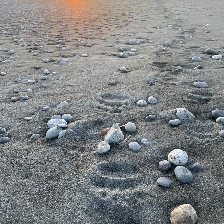 Paul Salopek, a writer who has been walking around the world for more than a decade, strides along the bear-footed beachfront near Malaspina Glacier in August 2025. Photo by Ned Rozell.