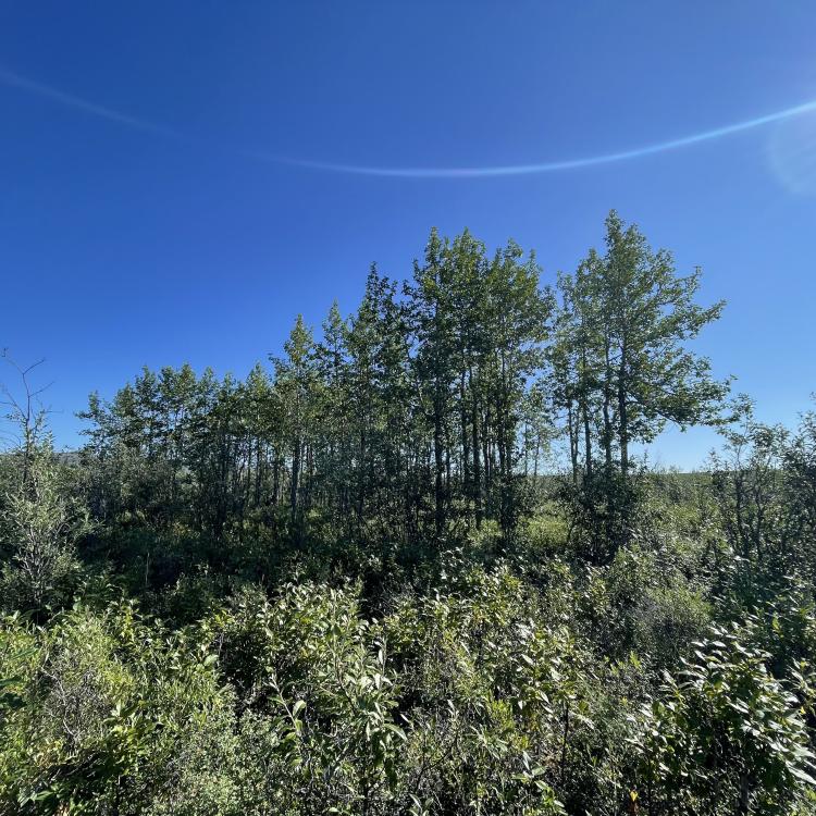 Balsam poplars dwarf nearby tundra and willow shrubs near the Anaktuvuk River in early August. Balsam poplar is the largest tree species on Alaska's North Slope. Photo by Sara Wilbur