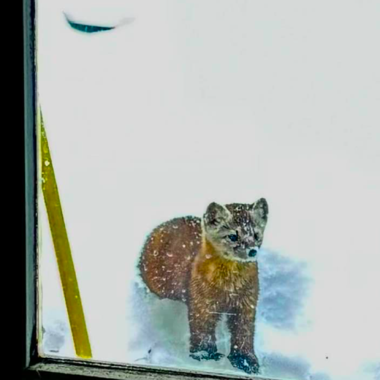 A marten visits the Fairbanks home of Tim Walker. Walker has seen the animal several times. Photo by Tim Walker.