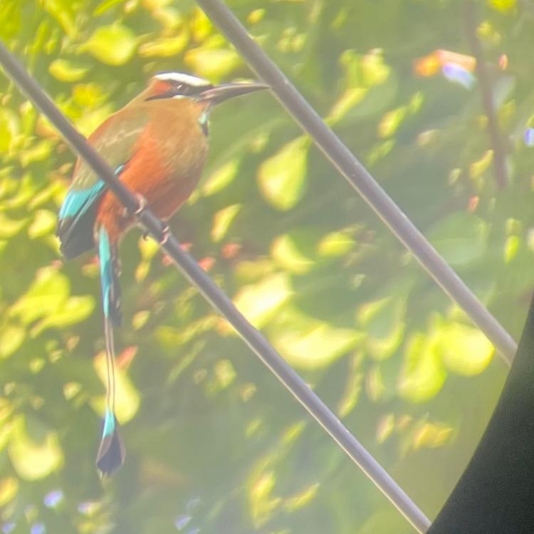 In a photo taken through a binocular lens, a turquoise-browed mot mot perches on a power wire above a street in a small village on the Pacific Coast of Costa Rica. Photo by Ned Rozell.