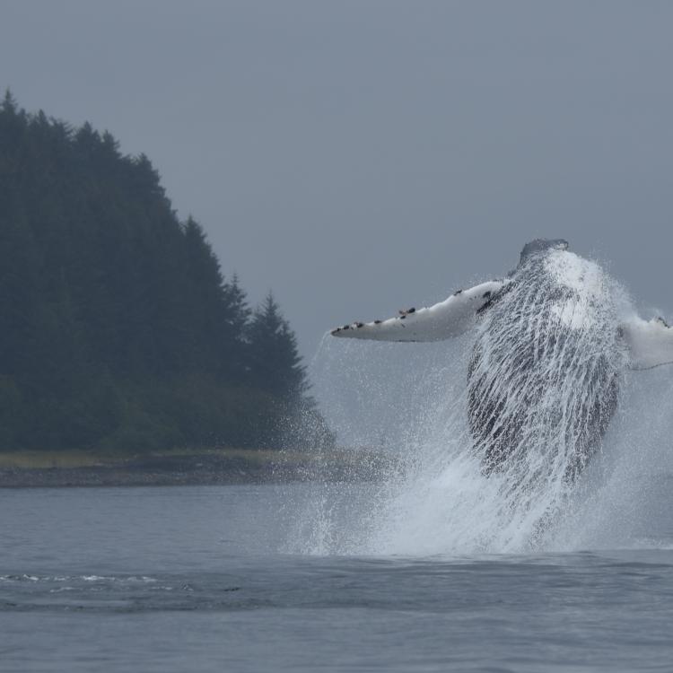 A female humpback whale Glacier Bay National Park and Preserve biologists know as #219 breaches in the waters near the park. National Park Service photo by Christine Gabriele, taken under the authority of scientific research permit #21059 issued by the National Marine Fisheries Service.