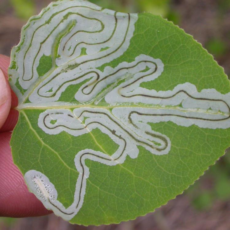 The caterpillar stage of the aspen leaf miner feeds on a leaf. Photo by Ned Rozell.