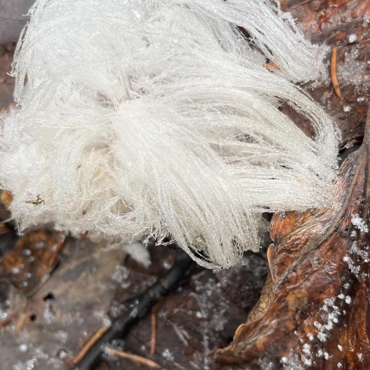 “Hair ice” grows from the forest floor in Fairbanks. Photo by Ned Rozell.